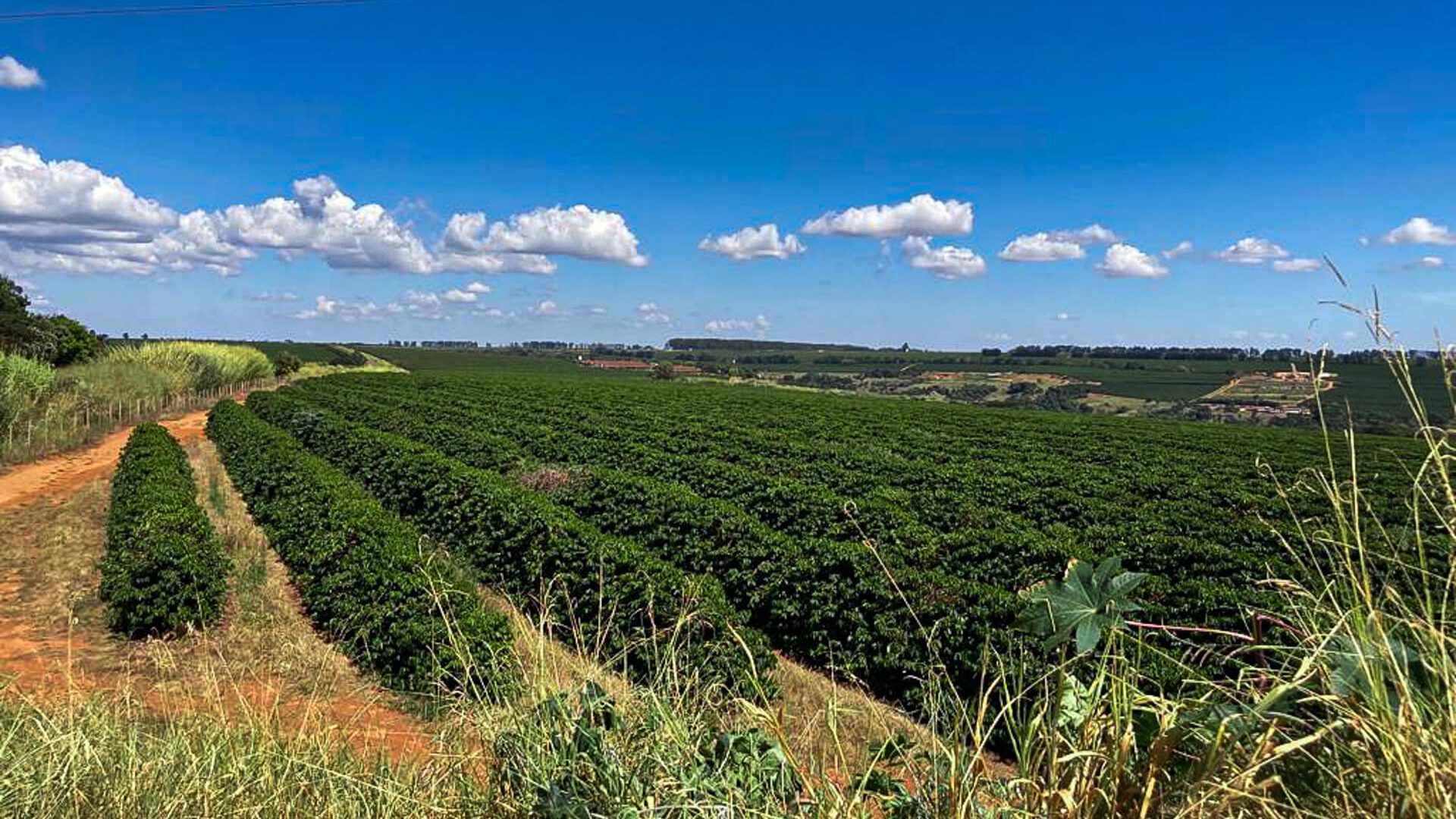 Kaffeeplantage Brasilien Minas Gerais (3)